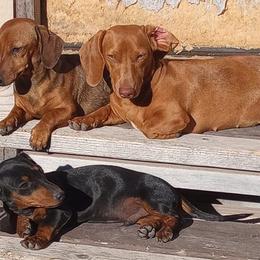 Dachshunds from Pharr's Finest Tha Realest Dachshunds