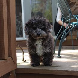 Australian Shepherd and Poodle Puppies from The Mason Farm