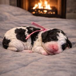 Rose collar - Black and white female Sheepadoodle puppy in Inman, South Carolina from Mossy Doodles LLC