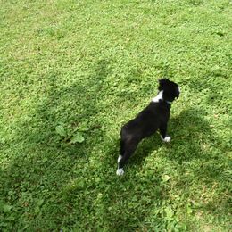 Border Collie Puppies from Porter’s Borders