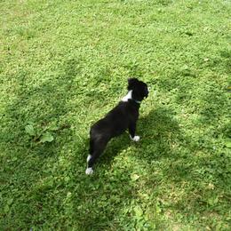 Border Collie Puppies from Porter’s Borders