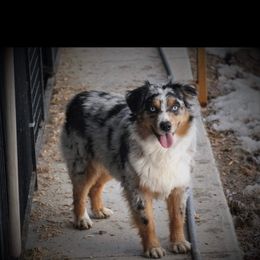 Trouble - Australian Shepherd