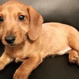 Dachshund Puppies from Lavendell Dachshunds