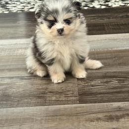 Female - Blue merle female Pomeranian puppy in Indiana from Unique Uprisings
