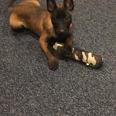 Belgian Malinois, German Shepherd, and Labrador Retriever Puppies from Barbihaus Kennels