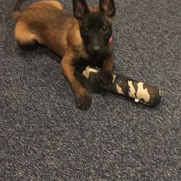 Belgian Malinois, German Shepherd, and Labrador Retriever Puppies from Barbihaus Kennels