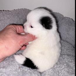 Jae'Dee Pure Reflection De'Art - Black parti female Pomeranian puppy in East Mountain, Texas from Fairchild Fancy Pomeranians and Coachella Pomeranians