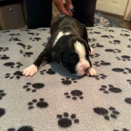 Girl 4 - Brindle Boxer puppy in Lakeland, Florida from Cote's Boxers