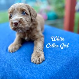 White Collar Girl - Apricot female Australian Labradoodle puppy in Rhode Island from Highland Beach Labradoodles