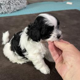 Boy 3 - Black and white male Havanese puppy in Myrtle Beach, South Carolina from Arane Havanese