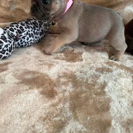 Girl 2 - female French Bulldog puppy in Westerly, Rhode Island from Starkhaus Rottweilers & Frenchies