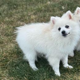 Blue - Cream male Pomeranian puppy in Meridian, Idaho from Idaho_poms