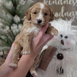 Venus - Apricot female Cavapoo puppy in Coshocton, Ohio from Forever Family Puppies