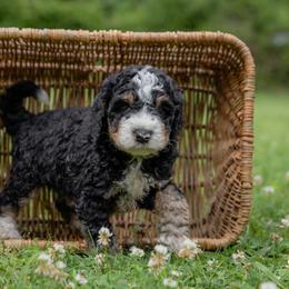 Aussiedoodle Puppies from Amos and Oak Doodles