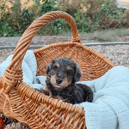 Boone - Blue merle male Aussiedoodle puppy in Tryon, North Carolina from Melrose Mountain Farm