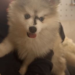 Casper - Merle male Pomsky puppy in Los Angeles, California from CaliMex Pomskies