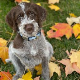 Wirehaired Pointing Griffons from Daehler's Wirehaired Pointing Griffons