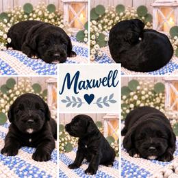 Maxwell - Black male Double Doodle puppy in Whitsett, North Carolina from Rock Creek Doodles NC