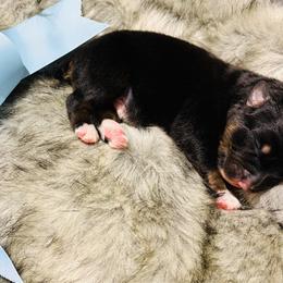 Tippy - Black tri-color male Australian Shepherd puppy in Harrison, Arkansas from Von Struve Australian Shepherds