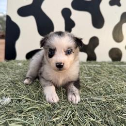 Laredo - Blue merle male Miniature Australian Shepherd puppy in Tucson, Arizona from Soqui Ortiz Cattle Ranch
