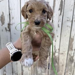 Goldendoodle Puppies from Arizona Darling Doodles