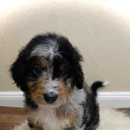 Australian Mountain Doodle, Bernedoodle, and Goldendoodle Puppies from Wynterwood Doodles