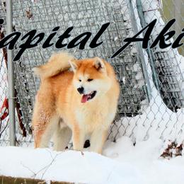 Nagi - Akita