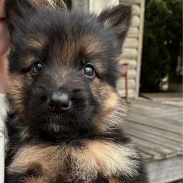 Outlaw (gray collar) - Black and red male German Shepherd puppy in Union City, Ohio from God’s Gifts German Shepherds