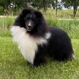 Harry - Shetland Sheepdog