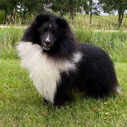 Harry - Shetland Sheepdog