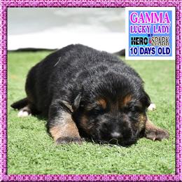 GAMMA - Black and red female German Shepherd puppy in Murrieta, California from Diamond Oaks German Shepherds