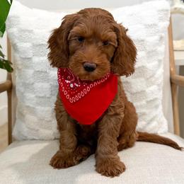 Buzz - Caramel red male Australian Labradoodle puppy in Palmdale, California from Pixie Doodle Paws