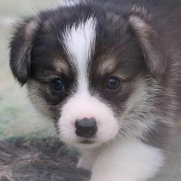 Porsche - Black and tan female Pembroke Welsh Corgi puppy in West, Texas from Rustic Spur Kennel