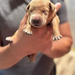 Gray Male - Yellow male Labrador Retriever puppy in Franklin, Virginia from Oak Hollow Retrievers