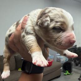 Red Merle male - Red merle male Miniature American Shepherd puppy in Prunedale, California from 4MLA STABLES