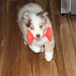 Australian Shepherd Puppies from Camas Creek Australian Shepherds