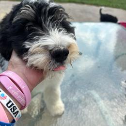 Boy 3. Jay - male Australian Mountain Doodle puppy in Batavia, Ohio from Donciedoodlesohio.com