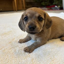 Winifred - Cream female Dachshund puppy in Shelley, Idaho from Journey’s End Dachshunds