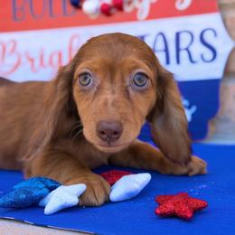 READY NOW - Shaded Red Dapple - Dapple male Dachshund puppy in Horizon City, Texas from Willipaws