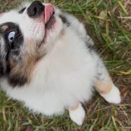 Miniature Australian Shepherd Puppies from Peace Creek Aussies