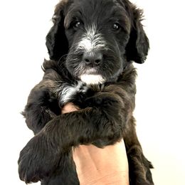 Orange Boy - Wonton - Brown and white male Bernedoodle puppy in Moulton, Alabama from Triple W Doodles