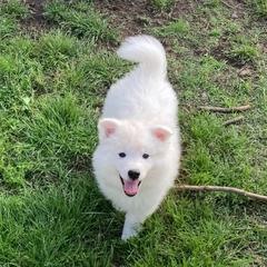 Axel AKC-UKC - White male American Eskimo Dog puppy in Westwego, Louisiana from Connie's American Eskimo Dogs and Mini Australian Shepherd Dogs