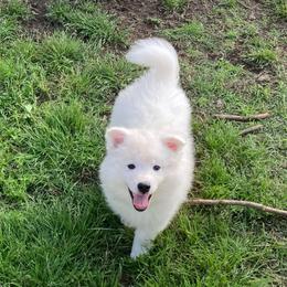 Axel AKC-UKC - White male American Eskimo Dog puppy in Westwego, Louisiana from Connie's American Eskimo Dogs and Mini Australian Shepherd Dogs