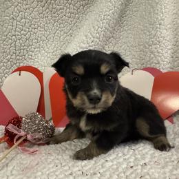 Merry - Black tri female Toy Australian Shepherd puppy in Morganfield, Kentucky from 4T Toy and Mini Australian Shepherds
