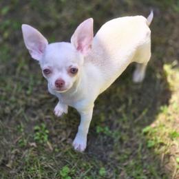 Violet - Fawn female Chihuahua puppy in Indianapolis, Indiana from London Rouge Chihuahuas