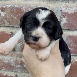 Yellow Collar - Black and white female Cavapoo puppy in Redding, California from Lipscomb Doodles