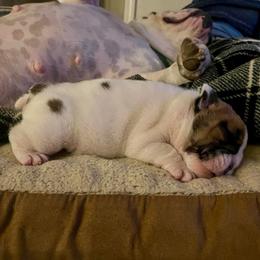 Solo - Brindle male Bulldog puppy in Tremonton, Utah from Snuggle Pups