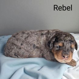 Rebel - Phantom male Bernedoodle puppy in Glenford, Ohio from Mi-De Doodles