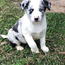 Border Collie All Grown Up from Mccurry Farms
