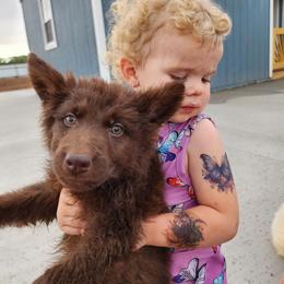 Madelyne - Liver female German Shepherd puppy in Los Lunas, New Mexico from Mali's German Shepherds LLC